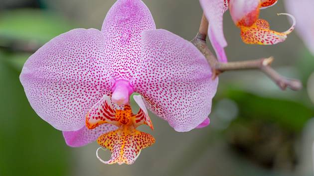 Můrovec je druh orchideje.
