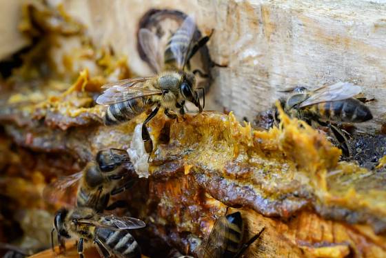 Včely využívají propolis k utěsnění štěrbin