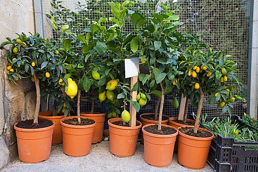 citrusy lze pěstovat i doma v květináči