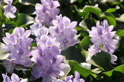 Vodní hyacint