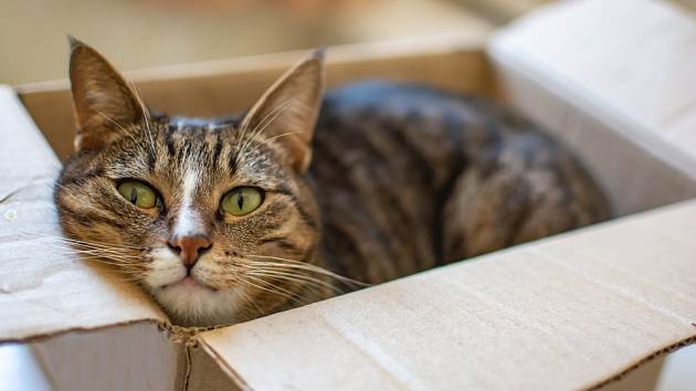 Proč kočky rády sedí nebo leží v krabici?