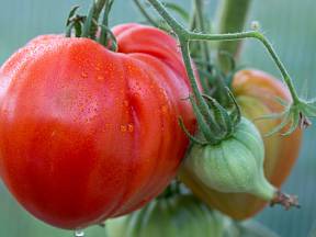 Plod rajčete Bull Heart může vážit až 2 kg.