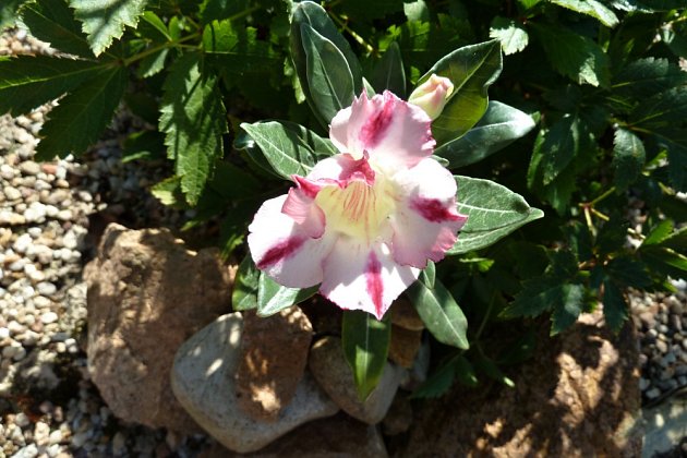 Kvetoucí pouštní růže (Adenium).