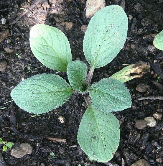 sazenice brutnáku lékařského (Borago officinalis)