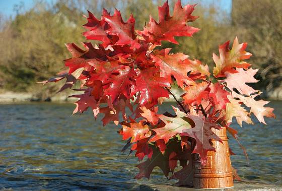K podzimnímu aranžmá se skvěle hodí listy dubu červeného.