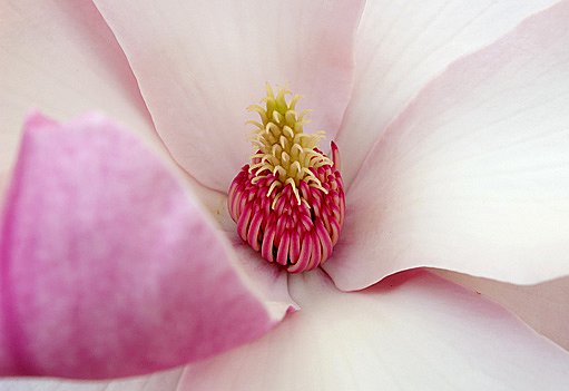 detail květu magnolie