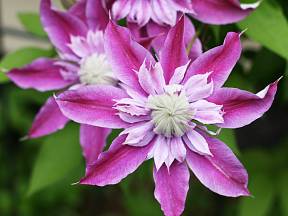 Plamének (Clematis), fialový květ.