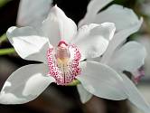 Cymbidium orchideje po přesazení rok nekvetou.