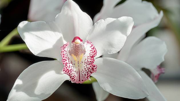 Jak pomůže orchideji obyčejné uhlí?