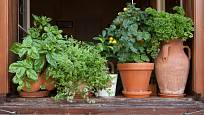Bylinky můžete pěstovat i na okenním parapetu
