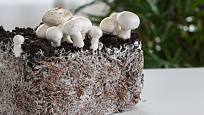 K oblíbeným houbám pěstovaným v domácích podmínkách patří žampiony.