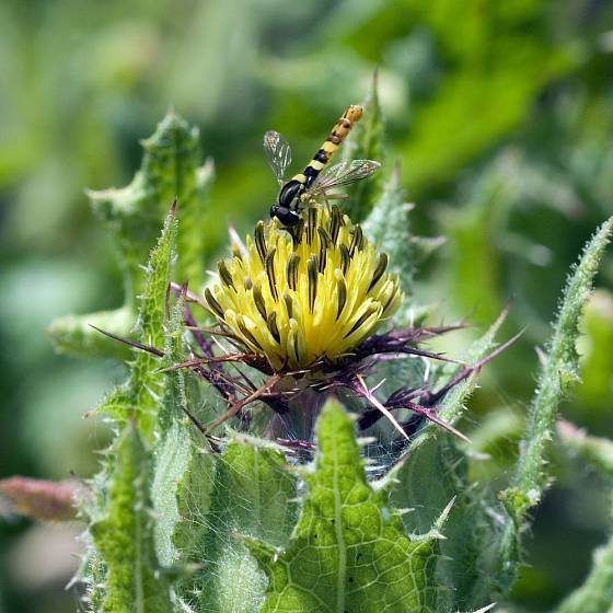 Léčivý benedikt čubet: květenství poskytuje potravu užitečné pestřence, jejíž larvy likvidují mšice