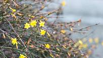 Jasmín nahokvětý (Jasminum nudiflorum) kvete už v zimních měsících.