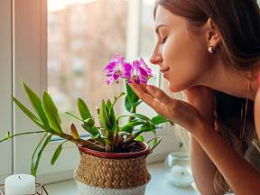 Chcete urychlit růst a kvetení orchidejí?