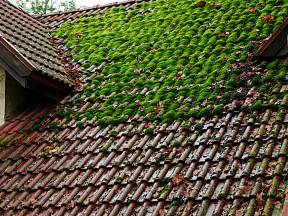 Střecha porostlá mechem může být problém. Řešení se nabízí hned několik.