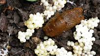Vajíčka plzáků připomínají malé bílé korálky o průměru kolem 4 mm.
