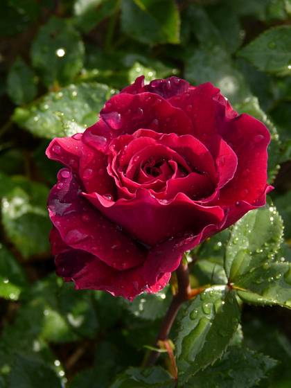 Velkokvětá odrůda Bellevue má typický ušlechtilý tvar sametově červenou květů a patří k těm, které nakvétají průběžně celé léto