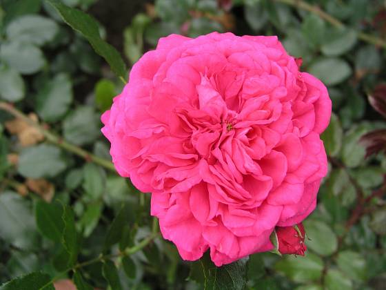 Laguna (Kordes, Německo, 1994). Husté, temně růžově načervenalý květ je asi 9 cm velký a voní; výška růže 3,5 m. Opakovaně kvetoucí