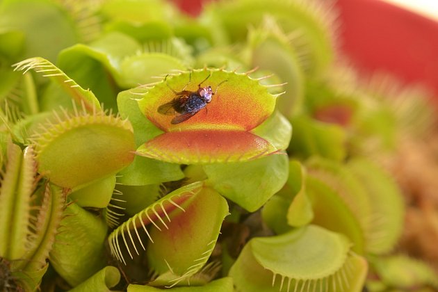 Mucholapka podivná (Dionaea muscipula) loví drobné živočichy prudkým pohybem pasti.