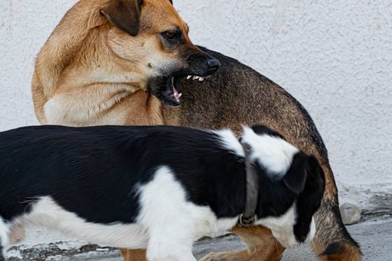 Některému psovi se nemusí očichávání jiným psem líbit.