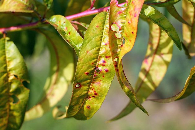 suchá skvrnitost listů, Stigmina carpophila
