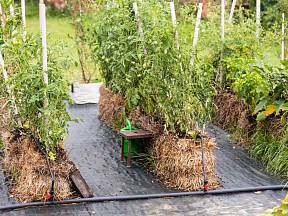 Pěstování zeleniny v balících slámy je jednoduché a vysoce efektivní