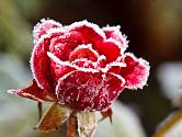 Květ růže ojíněný mrazem.