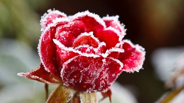 Květ růže ojíněný mrazem.