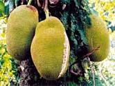jackfruit - chlebovník