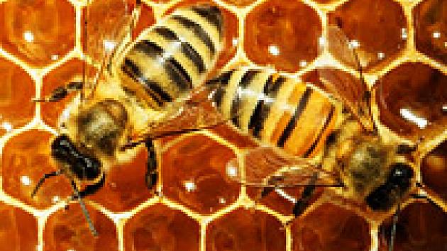 Mor včelího plodu, těžká rána pro včely i včelaře: Lze… | iReceptář.cz