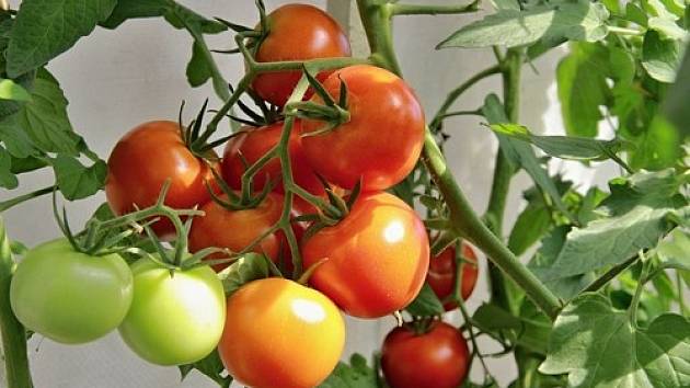 Některá zelená rajčata utrhněte, protože rostlině tak ulevíte.