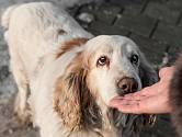 S neznámým psem se seznámíte tak, že si necháte očichat ruku. 