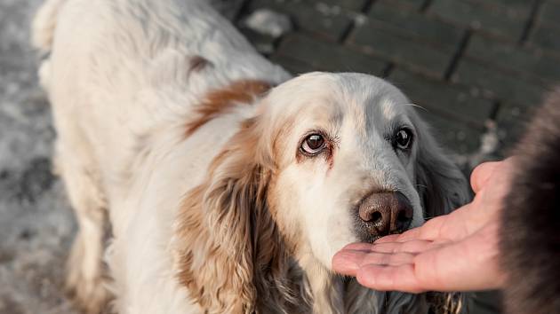 S neznámým psem se seznámíte tak, že si necháte očichat ruku. 