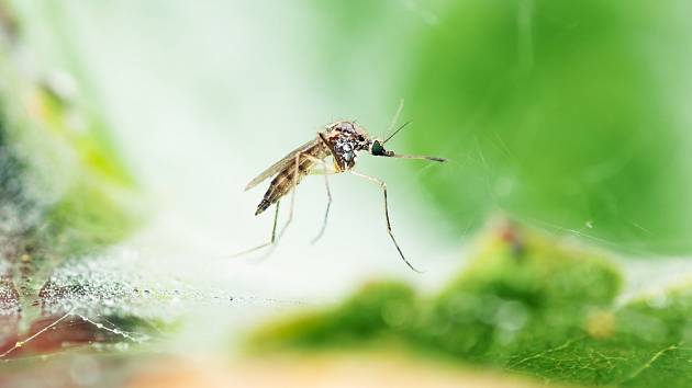 Jak vyrobit přírodní past na komáry