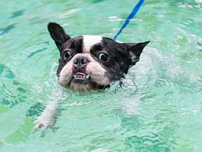Pokud je pes z vody vyděšený, rozhodně ho nenuťte násilím.