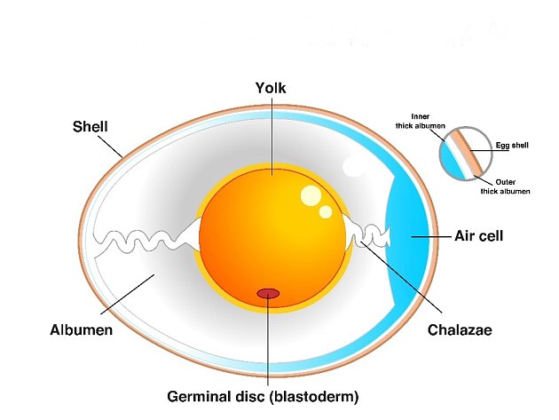 Na tupém konci vajíčka je prostor vyplněný vzduchem.