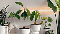 Dostatek světla může klíčícím avokádům zajistit i umělé osvětlení pro rostliny