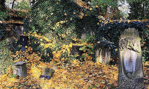 Olšanské hřbitovy zdobí břečťan