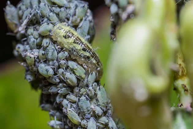 larva pestřenky rybízové, Syrphus ribesii, hoduje na mšicích