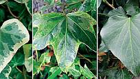 Listy různých kultivarů břečťanu mají různý tvar i zbarvení