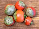 Plody rajčat s plísní