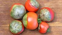 Plody rajčat s plísní