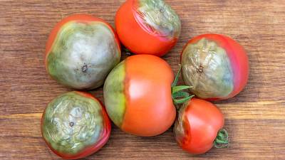 Ekologický postřik na rajčata: Zeleninová záchrana
