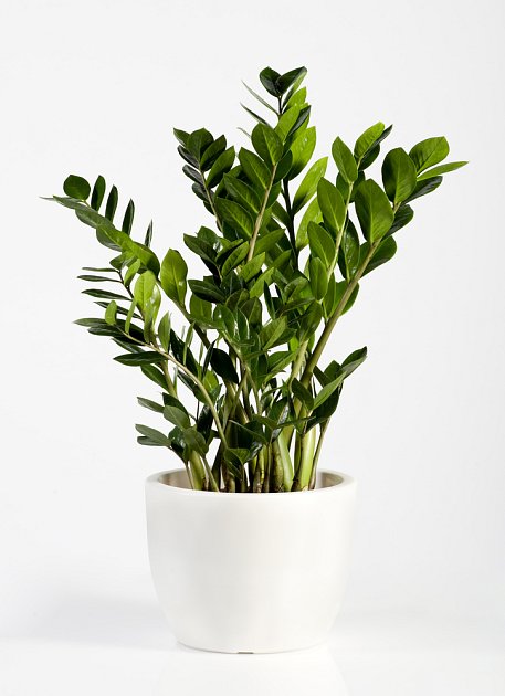 Zamiokulkas byl původně rostlinou známou z kanceláří, jeho půvab jej dovedl i do domácností, kde zkrášlí nejedno místo