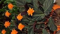 Calathea crocata, oblíbená  pokojová rostlina