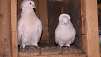 I montaubánci, jako všichni holubi, potřebují společnost svého druhu