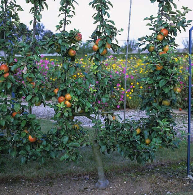 Díky tvarování a zastřihávání ovocných stromů můžete česat plody rovnou do ruky.