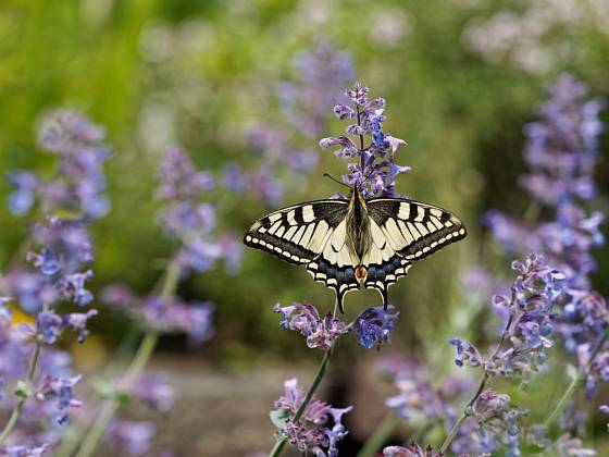 Šanta je nektarodárná a nasytí motýly, včely i čmeláky. Zde hoduje otakárek fenyklový