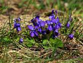 Violka vonná (Viola odorata) kvete časně na jaře.