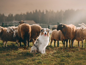 Australský ovčák: Pes s očima duchů